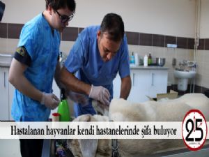 Hastalanan hayvanlar kendi hastanelerinde şifa buluyor