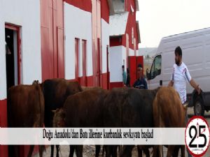 Doğu Anadolu'dan Batı illerine kurbanlık sevkıyatı başladı