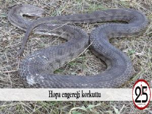 Hopa engereği korkuttu