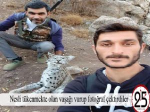 Nesli tükenmekte olan vaşağı vurup fotoğraf çektirdiler