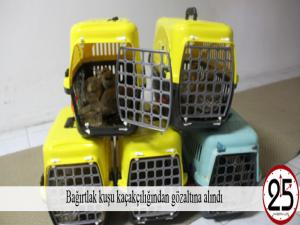 Bağırtlak kuşu kaçakçılığından gözaltına alındı