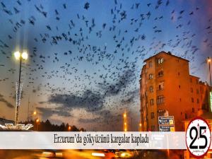 Erzurumda gökyüzünü kargalar kapladı
