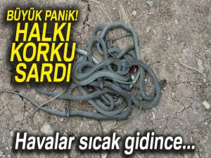 Mardinde yılanlar köylülerin korkulu rüyası oldu