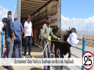 Erzurumdan batıya kurban sevkiyatı başladı