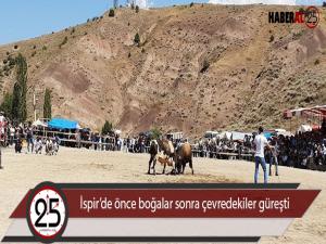 İspirde önce boğalar sonra çevredekiler güreşti