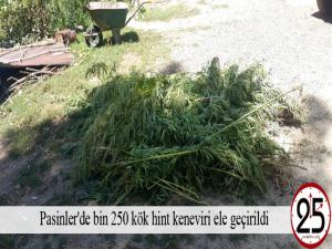 Pasinler'de bin 250 kök hint keneviri ele geçirildi