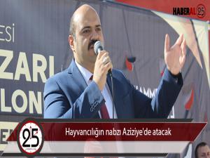 Hayvancılığın nabzı Aziziye'de atacak