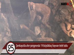 Şenkayada ahır yangınında 19 büyükbaş hayvan telef oldu