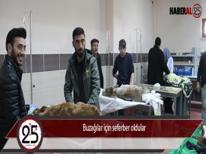 Buzağılar için seferber oldular