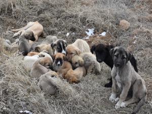 Aksarayda yavru köpekler soğukta ölüme terk edildi