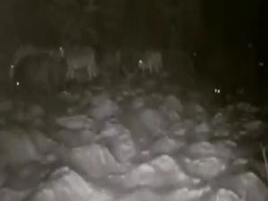 Erzurumda aç kalan kurtlar köye indi