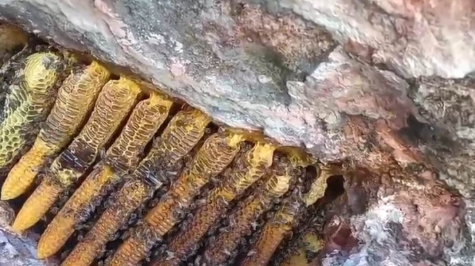 Bingöl’de kayalıklar arasında kilolarca bal çıkartıldı