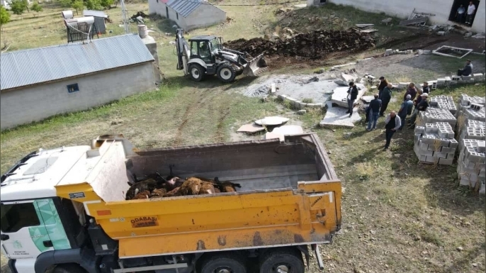Erzincan’da ayı dehşeti: Ağıla ayı girdi, 144 küçükbaş hayvan telef oldu