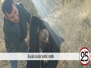 Kaçak avcılar kartal vurdu
