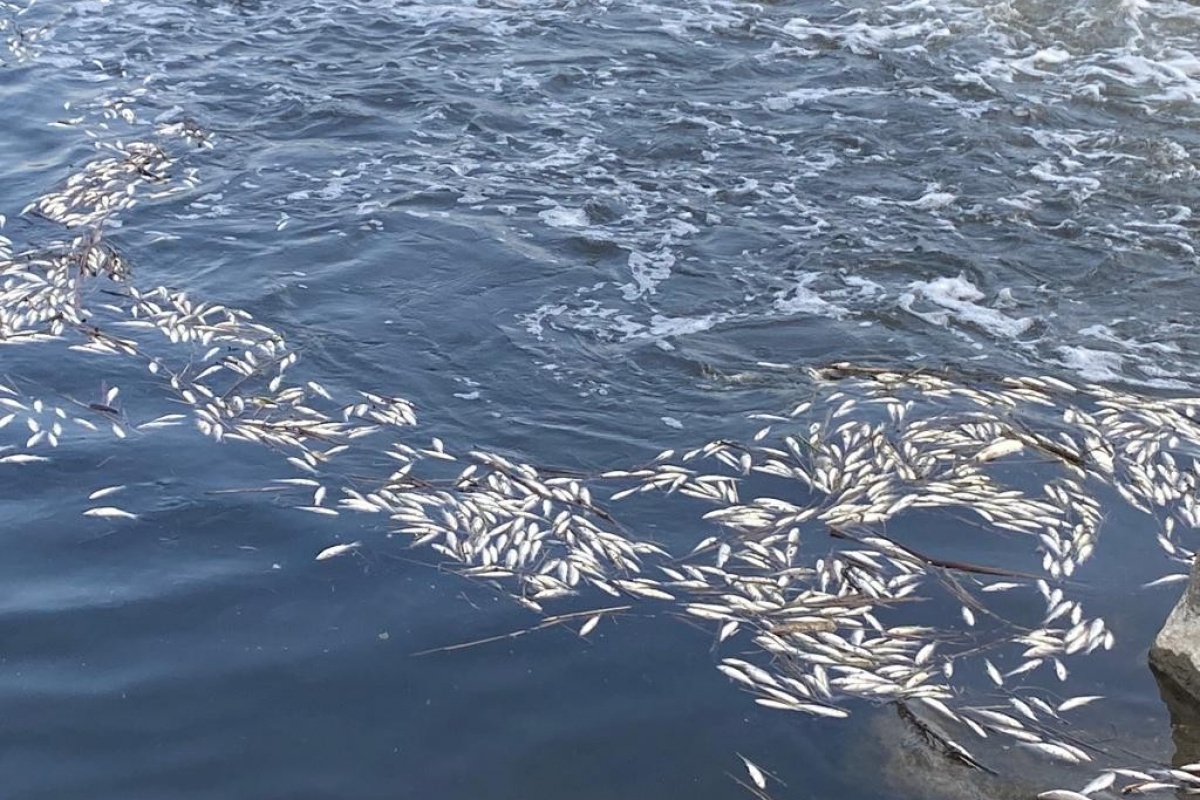 Dicle Nehri'nde telef olan binlerce balık su yüzeyine çıktı