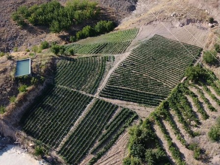 Meşhur Keban biberinde hasat başladı