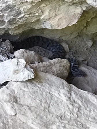 Tunceli’de zehirli "Wagner Kaya Engereği" fotoğraflandı