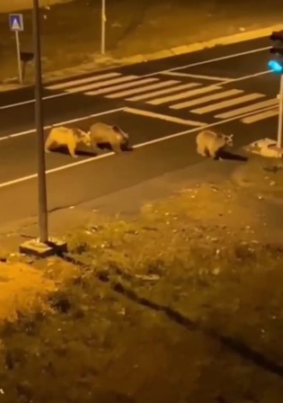 Sarıkamış’ta ayılar sokaklarda dolaşıyor