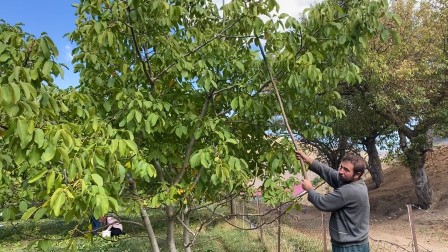 Tatvan’da ceviz hasadı başladı