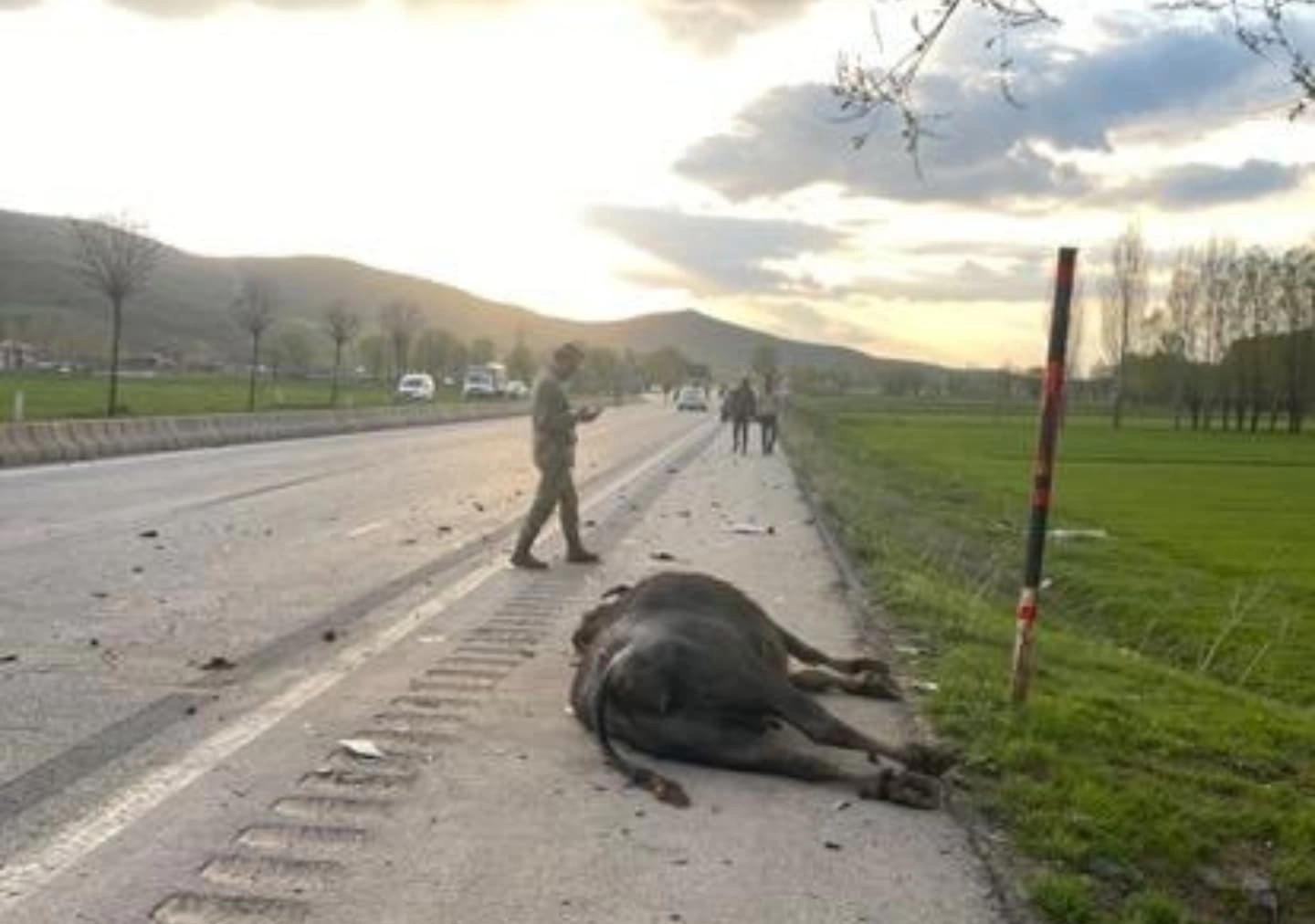 Otomobil hayvana çarptı: 1 yaralı