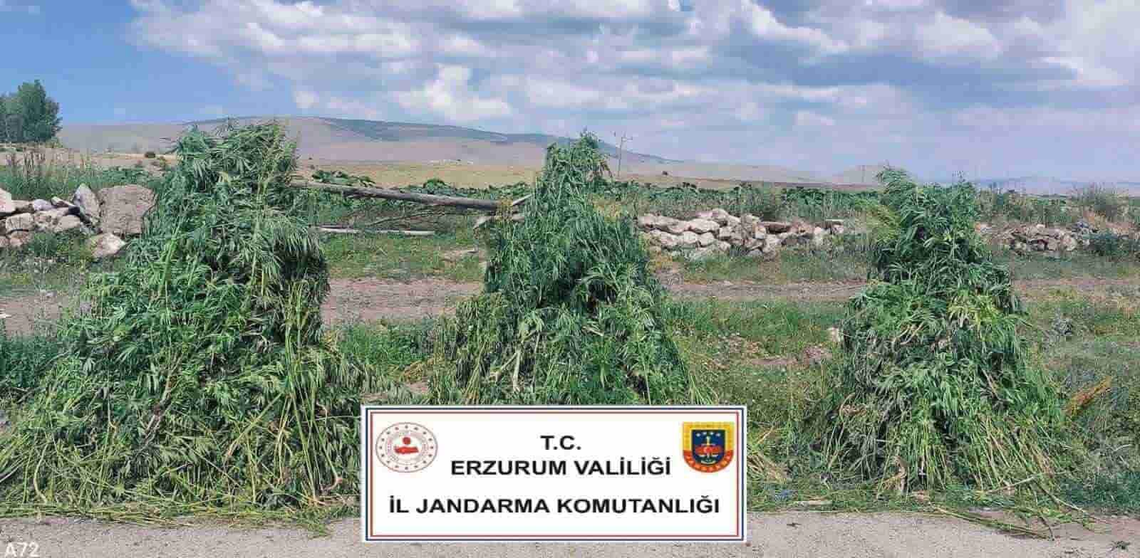 Erzurum’da 401 bin 676 kök kenevir imha edildi