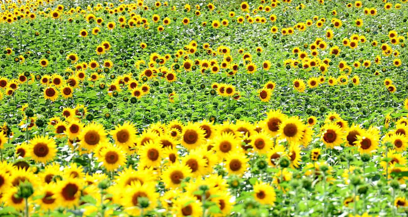 Adana’da tarlalar sarıya büründü