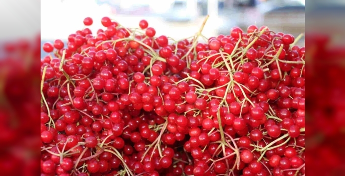 Erzincan’da şifa deposu gilaburuya yoğun ilgi