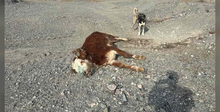 Erzincan’da tehlikeli sorumsuzluk: Şaplı hayvanlar meraya atıldı