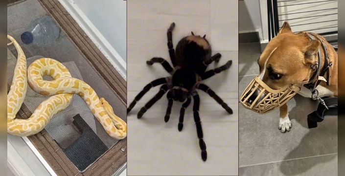 Operasyon yapılan ev hayvanat bahçesi gibi çıktı